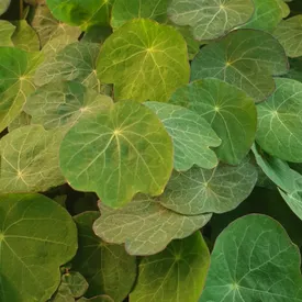 Лист микрозелени настурции, 1 шт.